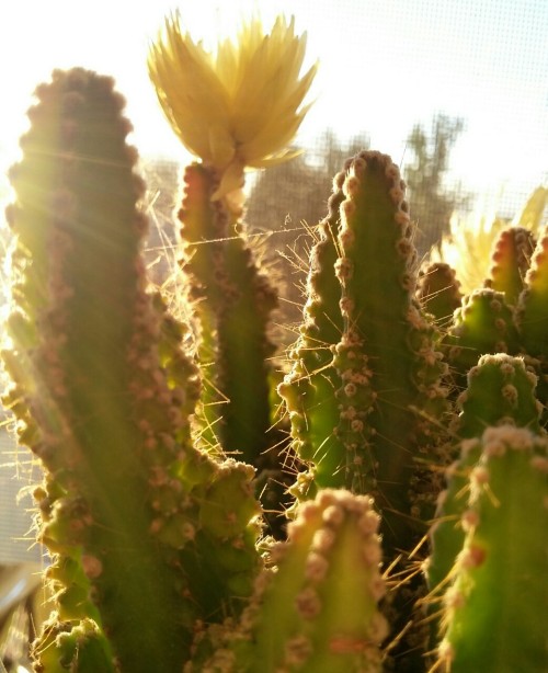 SHARP TENACLE PORN SUNSET..  cactus vs sunlight becomes tricky business ..photo fun nonetheless