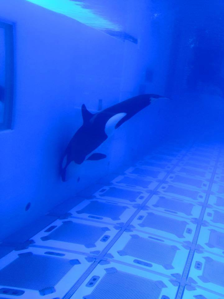 datcrazywhalelady:  freedomforwhales:  Via Tilikum PhotographyTrua apparently frequently