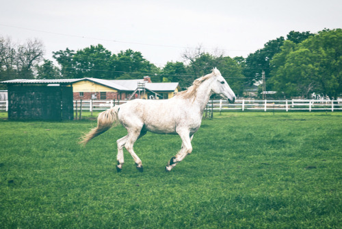 Just a few more horse pics :) • • • • • • #horse #horses #horsesofinstagram #barn #farm #nature #ani