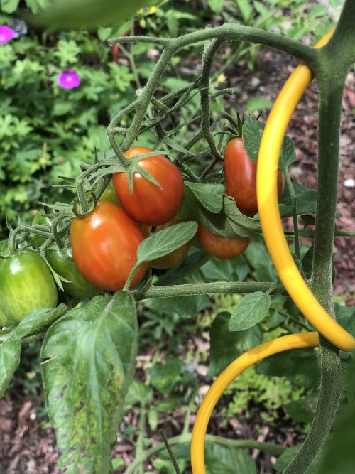 Common Name: Cherry Roma tomatoes.Scientific Name: Solanum lycoperiscum.Where I Saw It: In my garden