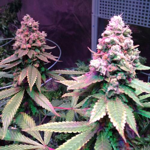 jaycannabisexplorer:  The Ostara/Blue Dream is looking beautiful! Almost ready for harvest coming up next week! #cannabis #flowering 