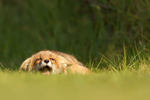 Roeselien Raimond