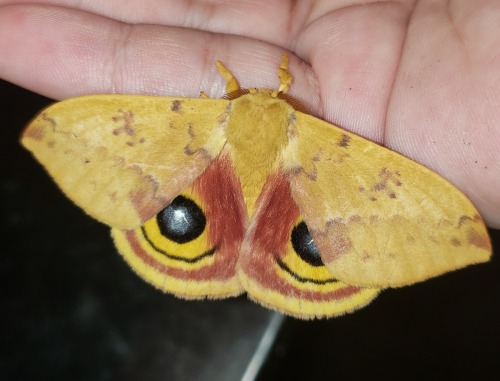 tbt this male io moth I found this summer. I’m always stoked to see a big beautiful saturniid 
