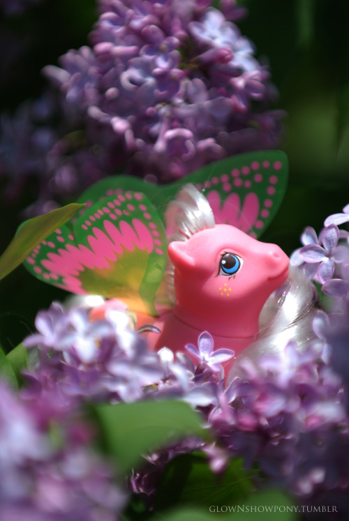 glownshowpony:It must be spring because I spotted some Wingers in the lilacs :)