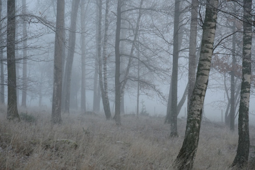 swedishlandscapes: -10 degrees and thick fog this morning.