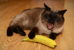 asya-takes-photos:  banaNOOOOOOO