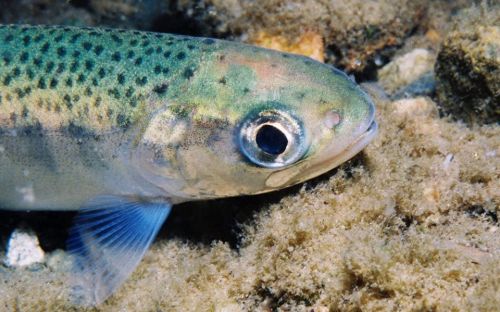 rhamphotheca:Spring is just around the corner, which means beautiful rainbow trout (Oncorhynchus myk