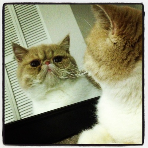 my cat looks like wilfred brimley!