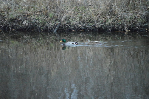 A mallard and his girlfriend, Grand Ledge, MI.