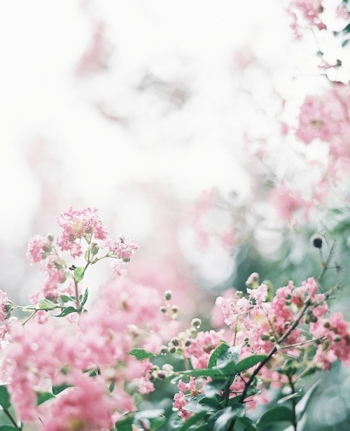 shabon02: 雨の日の サルスベリ✽ 雨の日は写真は お休み… なんて言ってたら 全くカメラに触れない夏に なりそうだったので、 雨の中、撮って来たよ ⁝⁞⁝⁞ʕु•̫͡