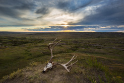 photos-worth:  The king has fallen, by sarahlyndsay  Grasslands National Park Saskatchewan, Canada. 