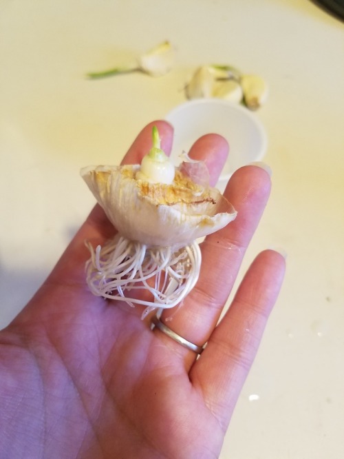 My garbage onion (I grew it from the root end of a store bought onion, something that normally goes 