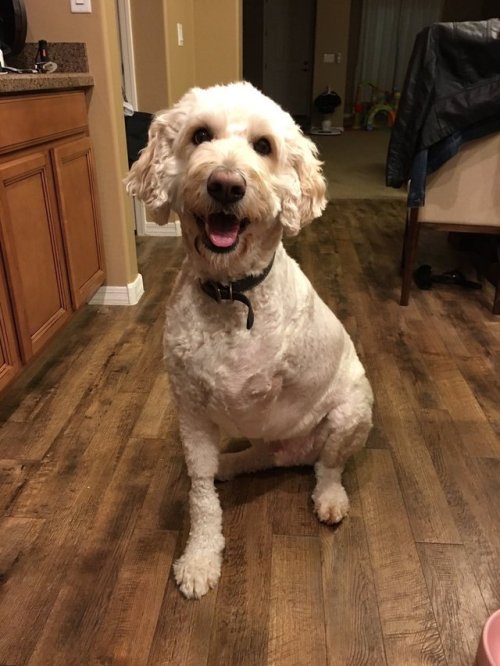 babyanimalgifs:SO PROUD OF HIM FOR BEATING CANCER!