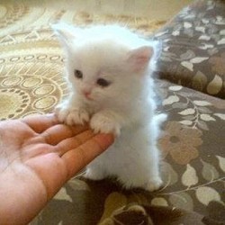 cute-overload:  One Soft Kitty for Caturday!http://cute-overload.tumblr.com