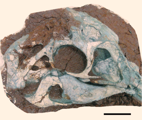 scinewscom:New Feathered Dinosaur Discovered in Chinawww.sci-news.com/paleontology/science-hu