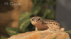 lazybelieversalad:  Yaaawn. My Leopard gecko - Namira. Check out my other stuff at Rocky Steppe and Whisperwind Walden.