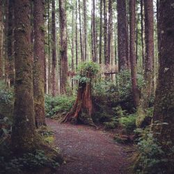 caravanadventures:  evocativesynthesis:  Olympic National Park  I love this place - Ruby Beach and Quinault 