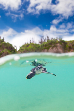 nude-eyes:  { Sea Turtle } x Pete Leong 