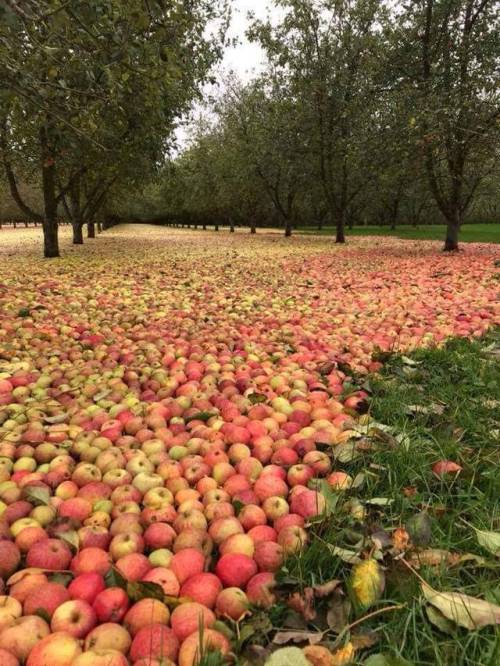 jonsnowboard: That would make a lot of cider!   A flood gathered all the fallen apples in the Bulmers’ orchard in Co Tipperary after last week’s hurricane.   Credit: Tony Egan 