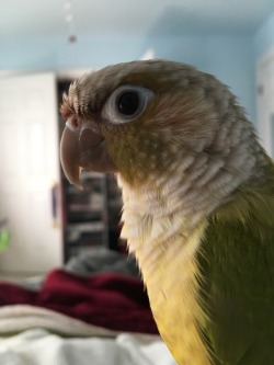 Mintthebird: The Three Stages Of Parrot Photoshoots 1) Au Natural 2) Wait…What