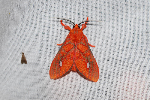 Moth Of The Day #244
