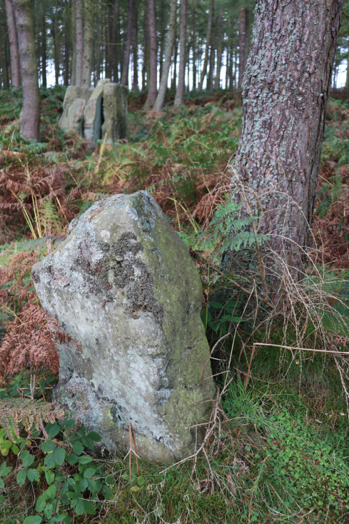 Woodland and Stone in Autumn, Ilton near Masham, Yorkshire, 15.10.17. I couldn’t help taking another