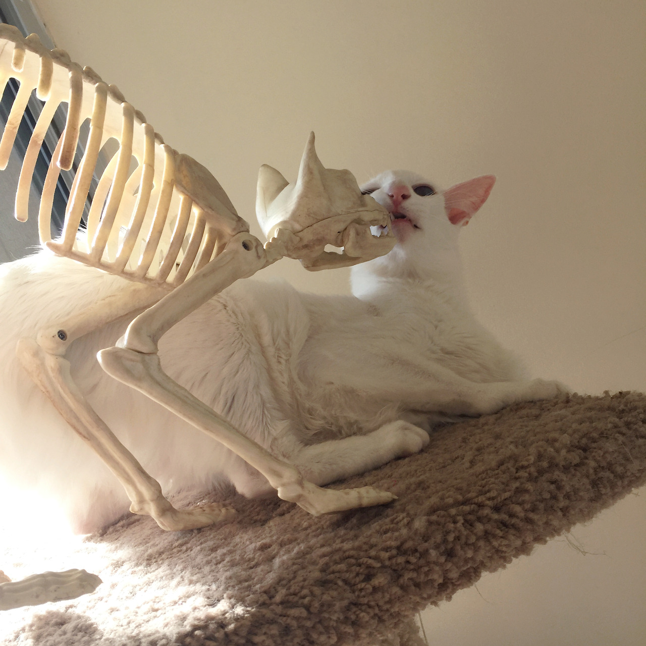 kittenskittenskittens