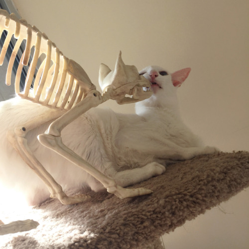 certainlyundeadrpgideas: probablycatrpgideas: pangur-and-grim: the goblin &amp; the skeleton mee