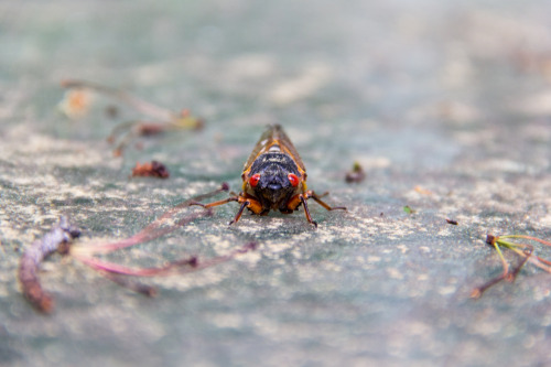 in praise of cicadas