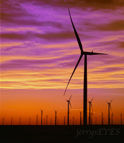 &ldquo;Prairie Sprouts&rdquo; Windmill farm at sunset, Nov 2012Gray County Windmill Farm KSNear Montezuma KS