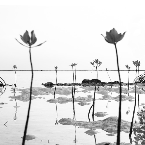 Mangroves - Aquaculture by Hengki24