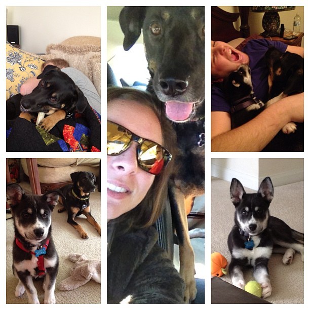 #picstich #sistersdog #brotherinlaw #sister #husky #black #oakleysunglasses #lovethem