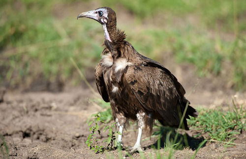 dezzoi:  Turkey Vulture Black Vulture King Vulture Greater and Lesser Yellow Headed
