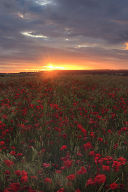 llbwwb:   Wiltshire Sunset (by peterspencer49) 