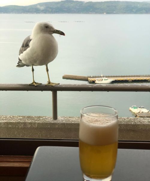 #seagull came to my hotel window #2022May (at 和倉温泉) https://www.instagram.com/p/Cd1njCzvwPC/?igshid=