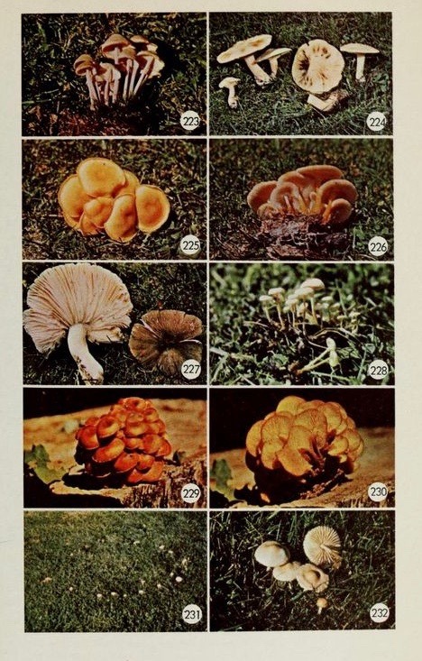 nemfrog:223-232. Edible and poisonous mushrooms of Canada. 1979.