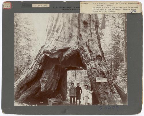 todaysdocument: “Pioneer’s Cabin” Historical Trees - California Series: Photograph