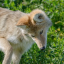 caffienatedcoyote