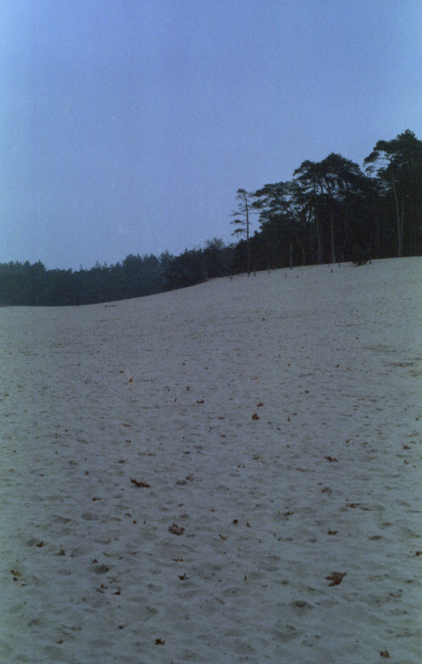 Soester Duinen, Netherlands | November 2021 | Minolta x-500 on Polaroid 200