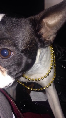 Today patter got his first set of Mardi Gras