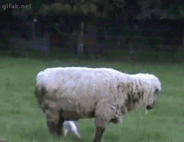 gifaknet:Video: Baby Goat Climbs on Sheep’s Head