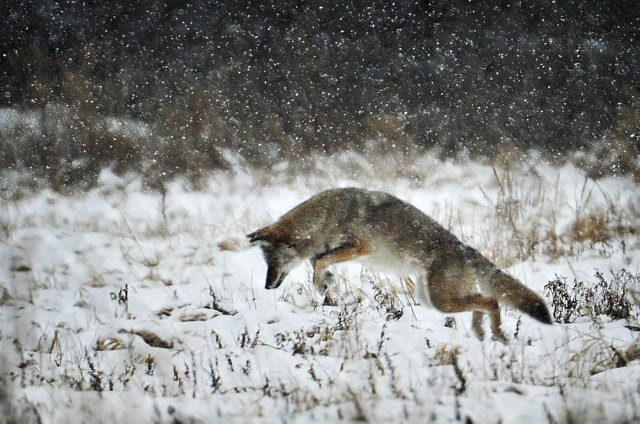 nubbsgalore:  les animaux en hiver, part two. photos by greg schneider, daniel parent,