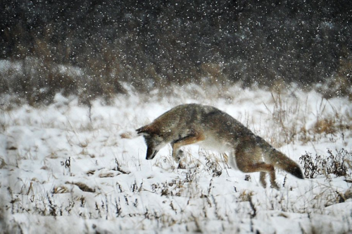 nubbsgalore:  les animaux en hiver, part two. photos by greg schneider, daniel parent, christopher dodds, michael cummings, roeselien raimond, michelle valberg and dan kitwood (see also: part one and birds)  