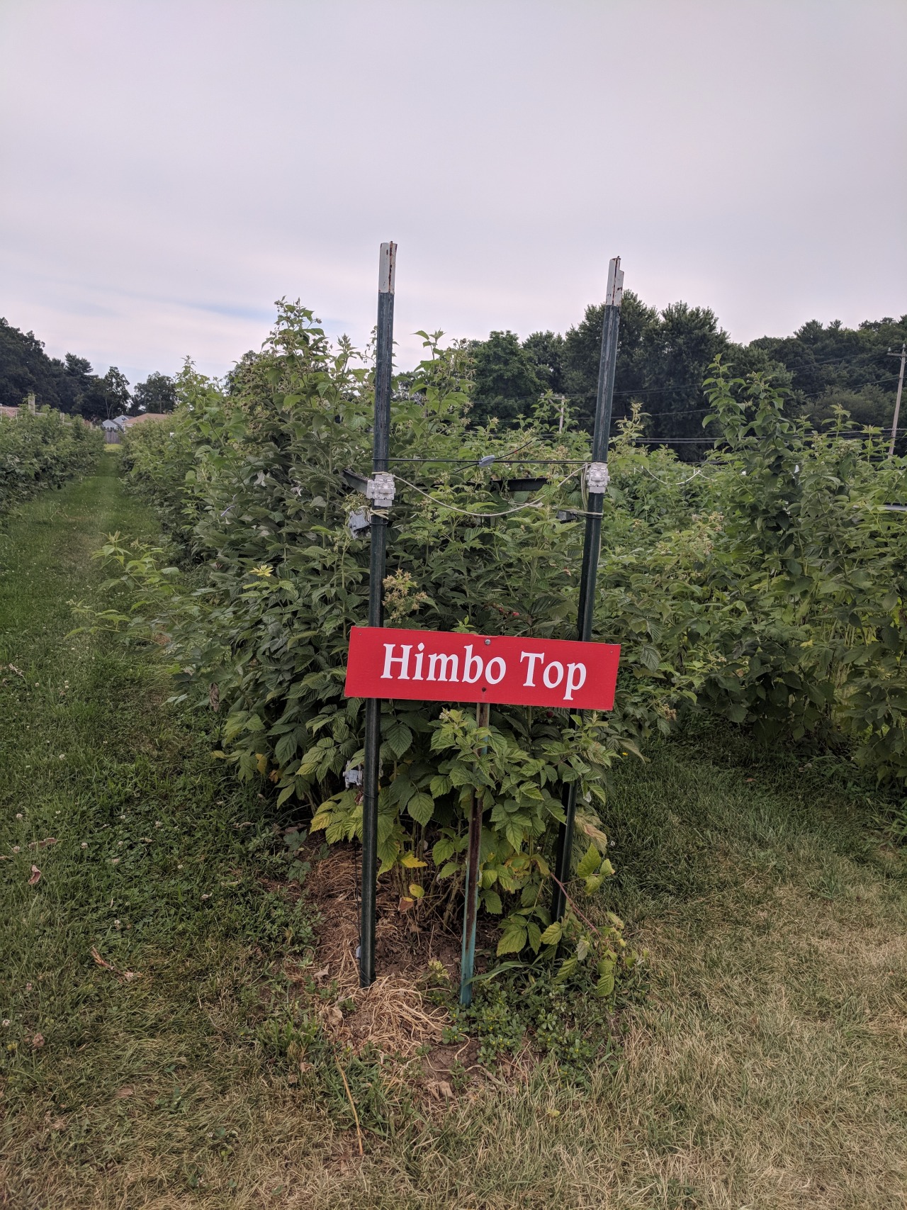 maid-of-timey-wimey:secondbeatsongs:youngalientype:youngalientype:I’m out picking my own raspberries and… Everyone please look at this I am fucking crying alone in a field of raspberriesALTALTALTALTI might need to reconsider my gardening