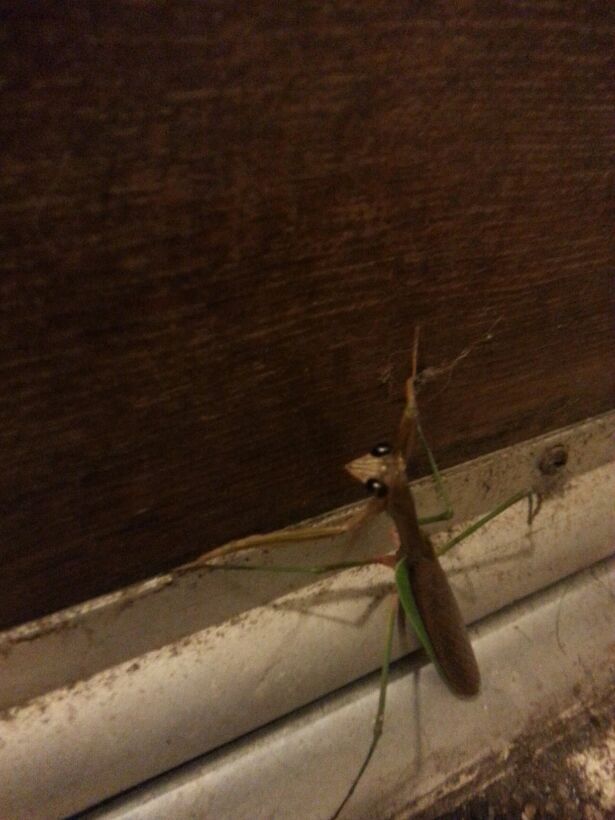 Was smokin a cigarette on my porch, to to open my door and this little fucker flies