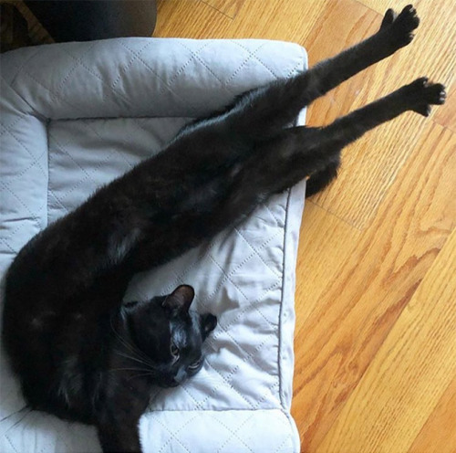 People Are Sharing Pics Of Their Long Cats 