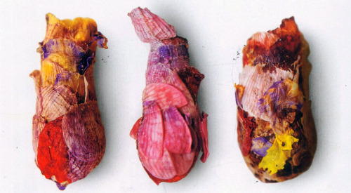 There’s a species of solitary mason bees that make these pretty little nests for their larvae out of flower petals.