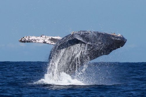 Tailing Slapping Party. To read this story (and more!) follow the link in our bio.⁠⠀⠀ Photo by @Whal