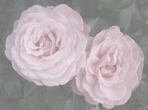 palefohx: royalcocaine:  ♡ pale blog and following back all similar 100%♡  ♡ i post pale and pretty 