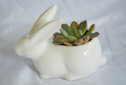 mint-deer:  This little rabbit pot my friend